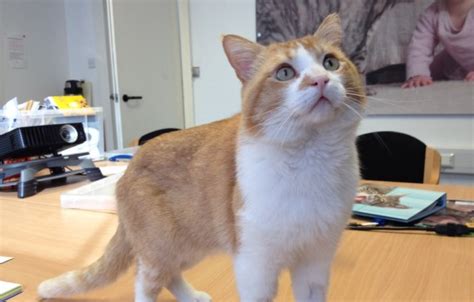 Cats Protection - North London Adoption Centre